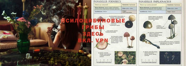 гидра Белокуриха